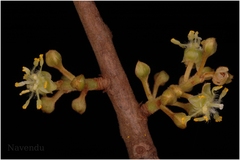 Actinodaphne angustifolia